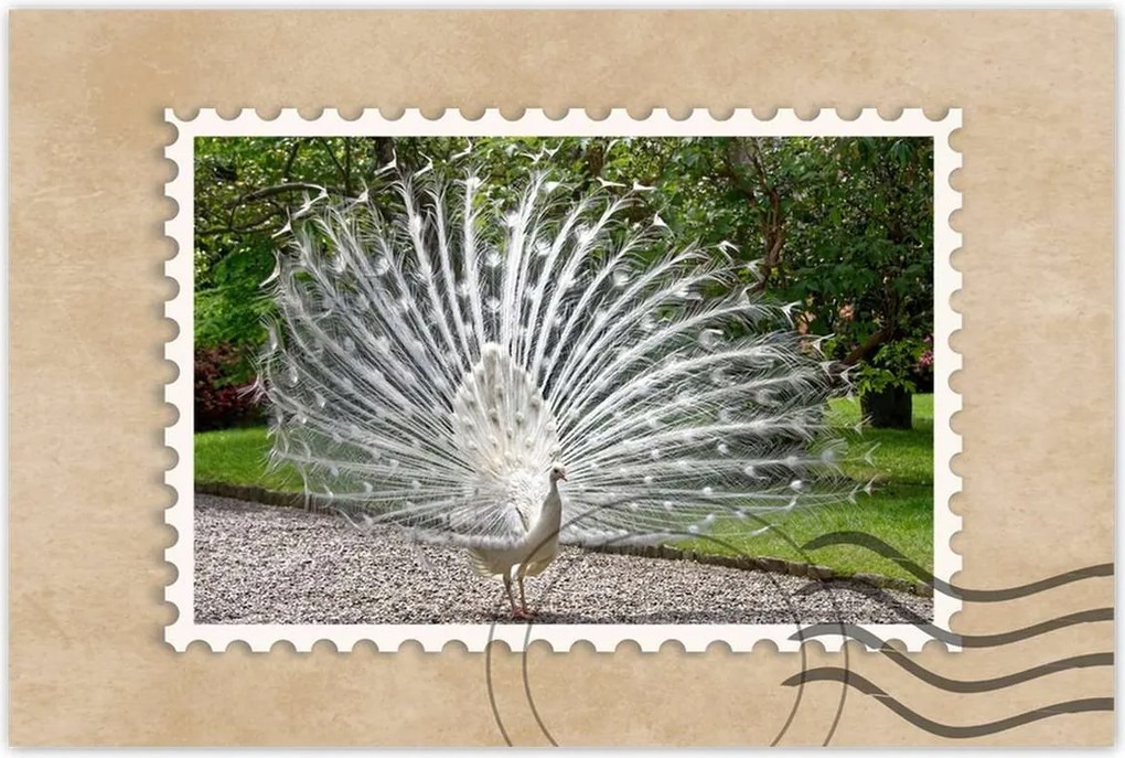 Poszterek 90x60 Madarak