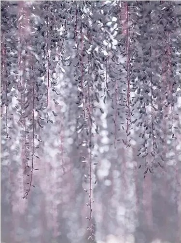 3D fotótapéta növény levelek 184 x 254