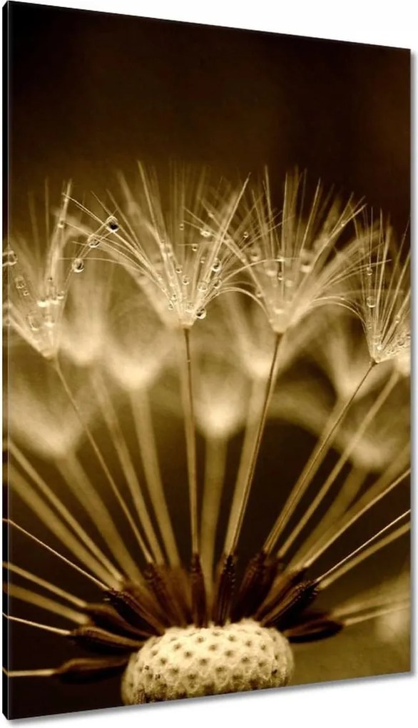 Vászonkép 80x120 Pitypang Virág Virágok