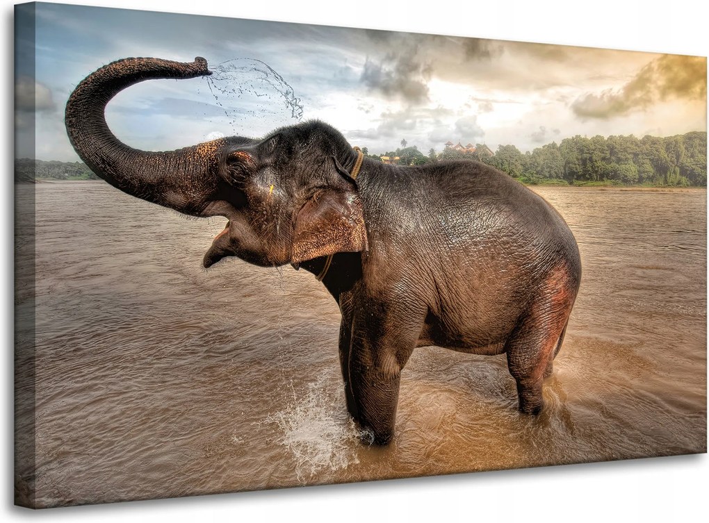 Vászonkép Elefánt Víz Felhők Természet Fürdés 100x60 cm