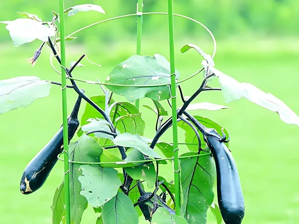 Kör alakú növénytámasz cserepes növényekhez - VERK 01894 - 3 kör