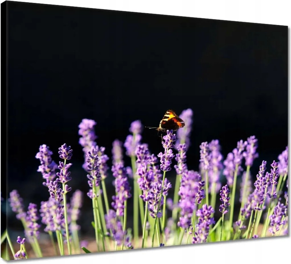 Vászonkép 50x40 Gyönyörű pillangó a levendulán