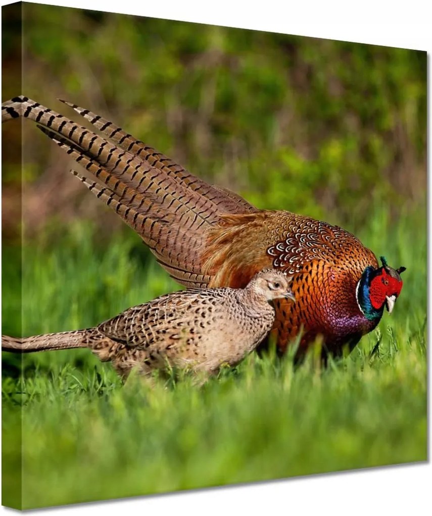 Vászonkép 20x20 Fácán család Madarak