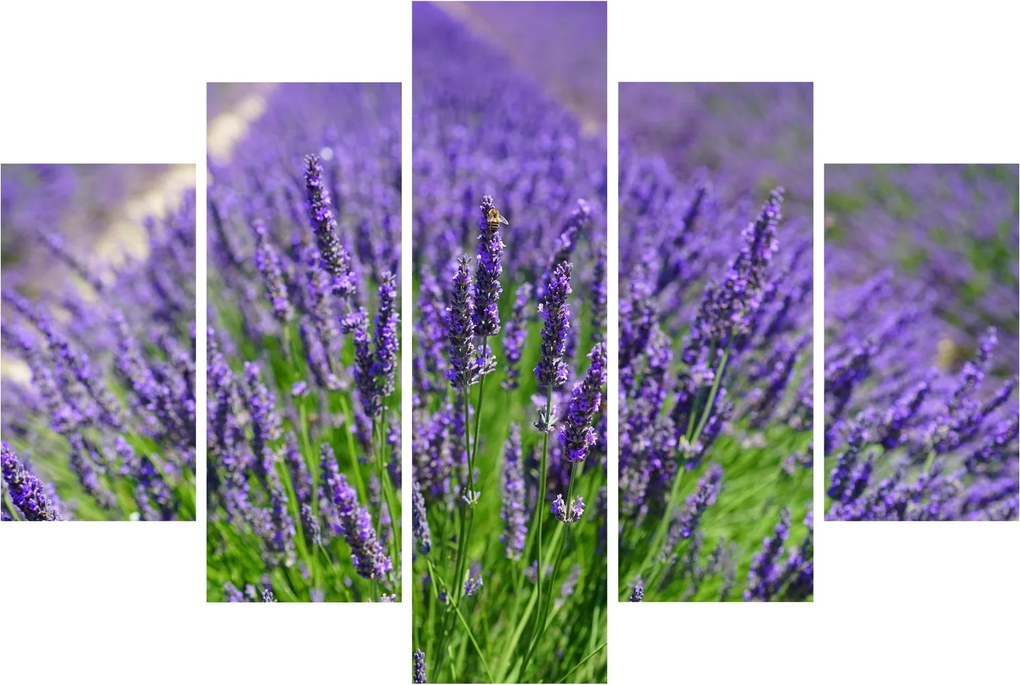 Kép - levandula (150x105 cm)