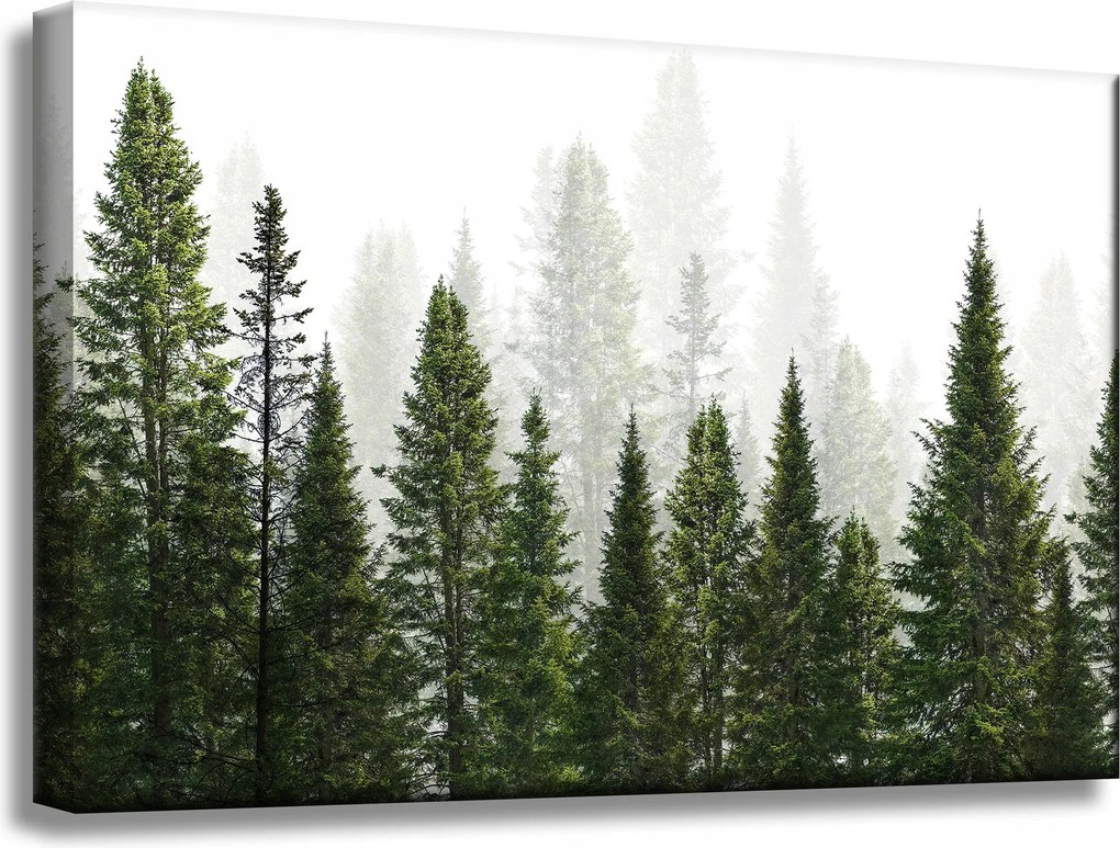 Vászonkép Esőerdő Természet Fák 60x40 cm