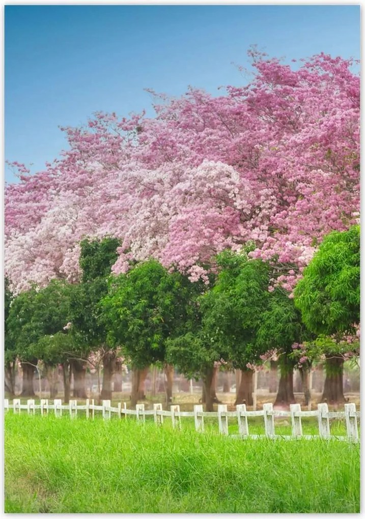 Poszterek 70x100 Cseresznye tájkép