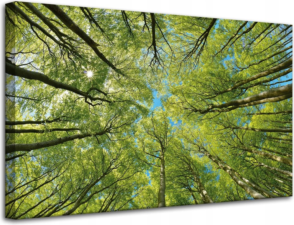 Vászonkép Levelek Fák Zöld Nap Ég 80x50 cm