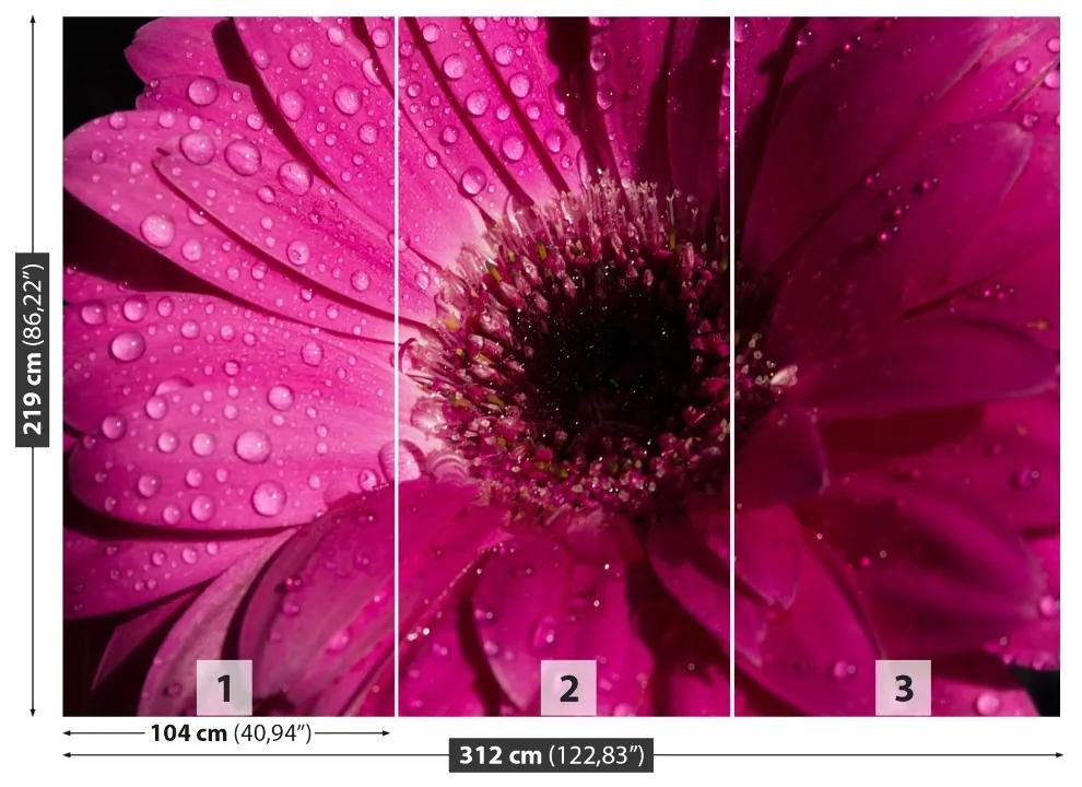 Fotótapéta lila gerbera 104x70 cm
