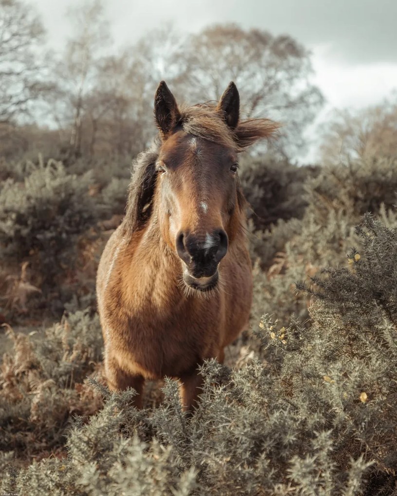 Poszter 40x50cm Ló a vadonban, Assaf Frank
