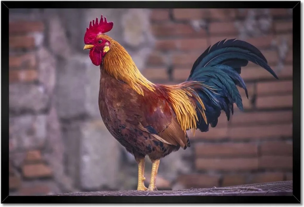 Poszterek keretben 60x40 Kakas Egy igazi harcos