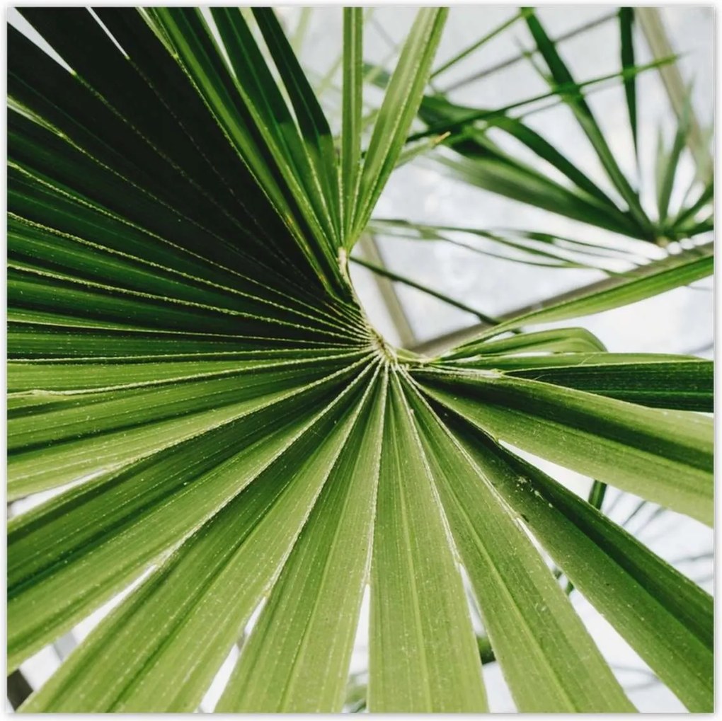 Poszterek 100x100 Pálmalevél Levél