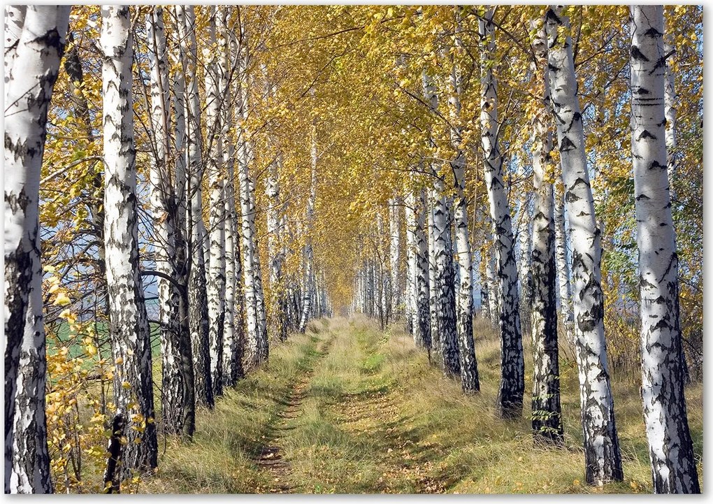 Üveg konyhai panel Nyírfa őszi Ragasztó Ingyenes