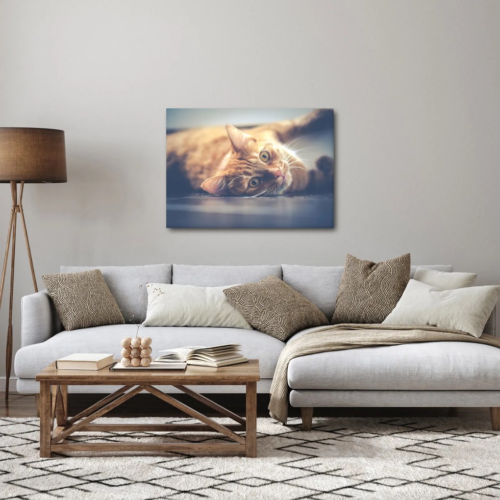 Egy kép a macskáról a padlón (70x50 cm)