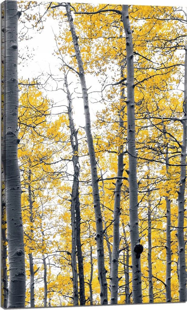 Vászonkép Nyírfák Sárga levelek Természet Tavasz 60x100 cm