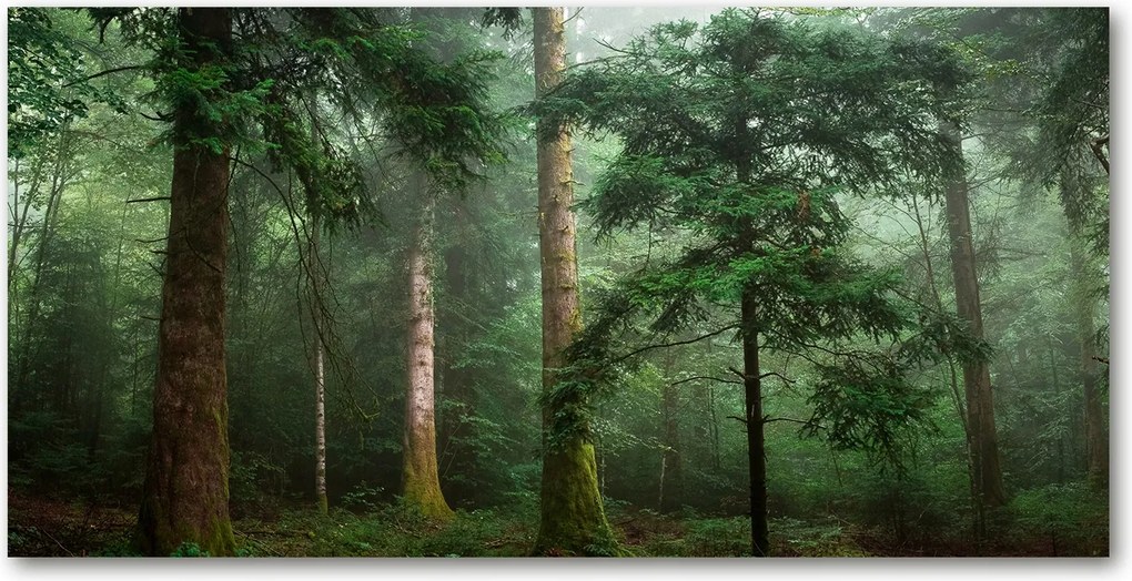 Fotó kép edzett üveg Köd az erdőben 140x70