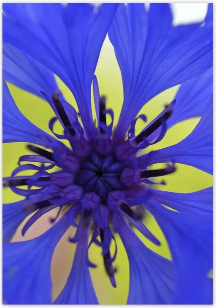 Poszterek 70x100 Chaber