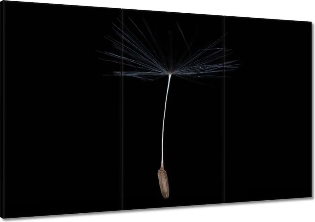 Vászonkép 120x80 Pitypang Virág Virágok