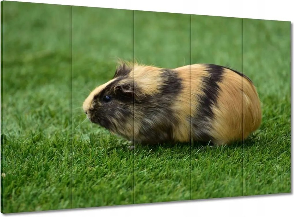 Vászonkép 100x70 Tengerimalac