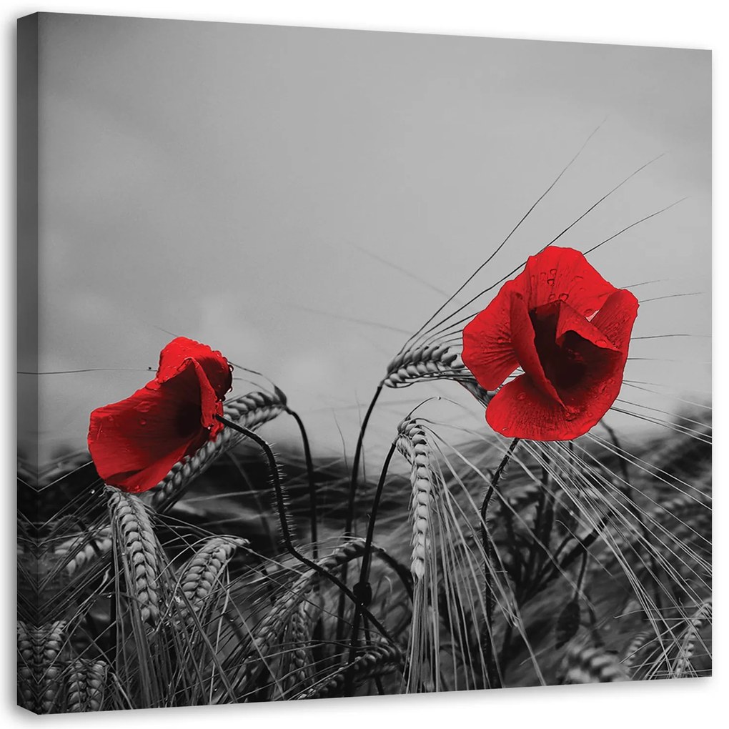 Gario Vászonkép Vörös pipacsok és gabona Méret: 50 x 50 cm