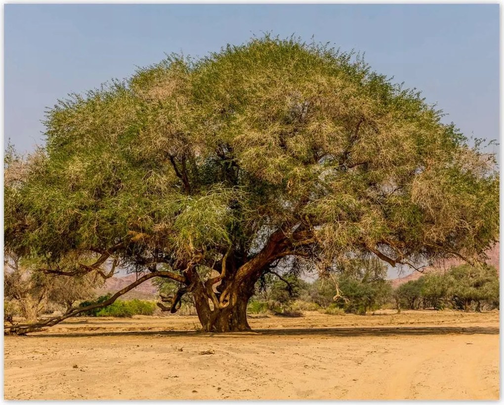 Poszterek 50x40 Fa Fák Kilátás