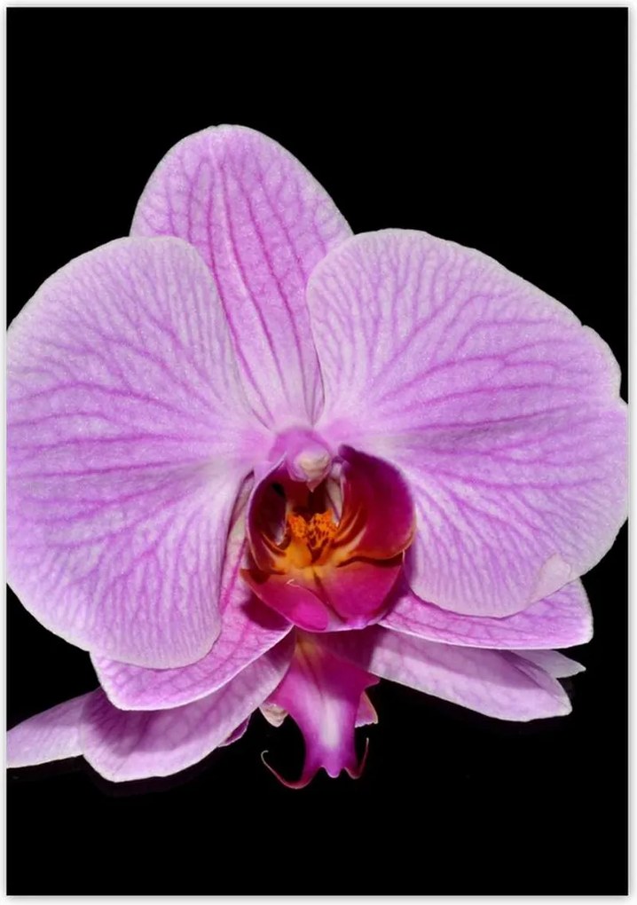 Poszterek 70x100 Lila orchidea