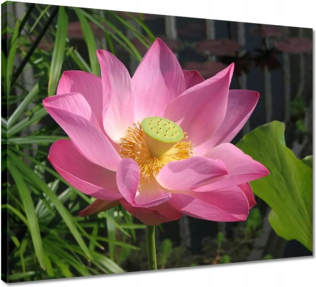 Vászonkép 50x40 Lótuszvirág