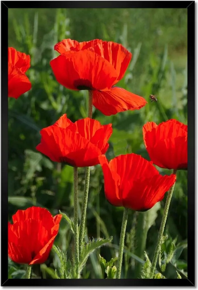 Poszterek keretben 40x60 Pipacs Virágok