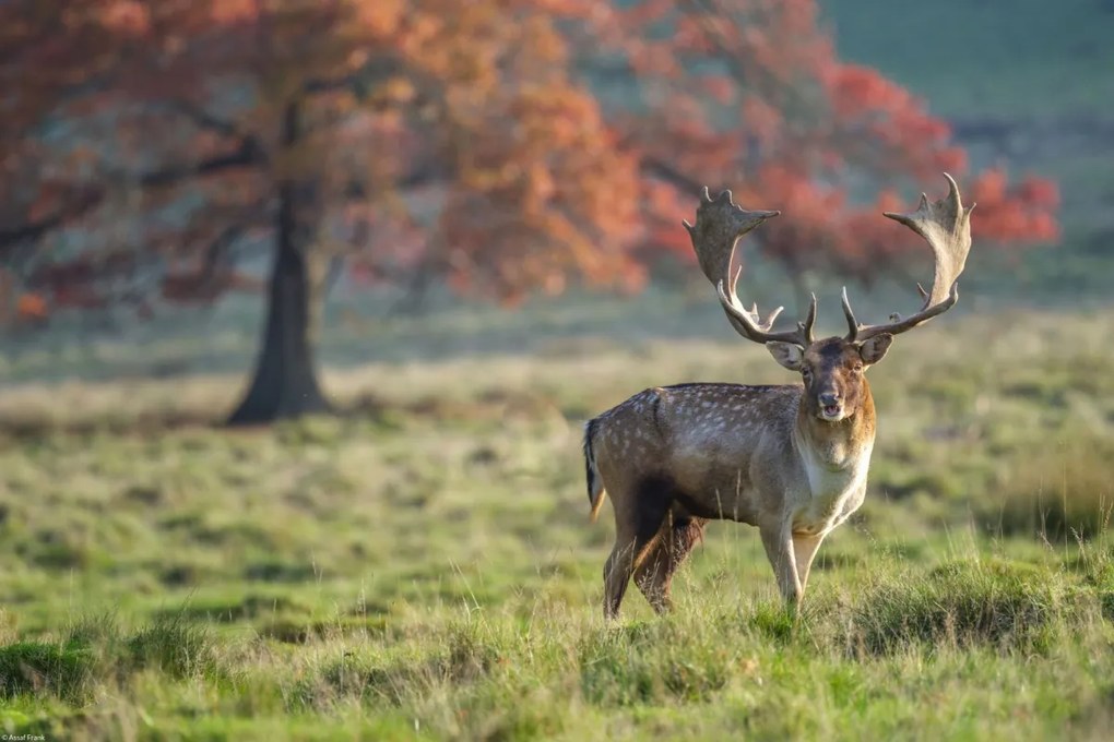 Poszter 45x30cm Szarvas a mezőn, Assaf Frank