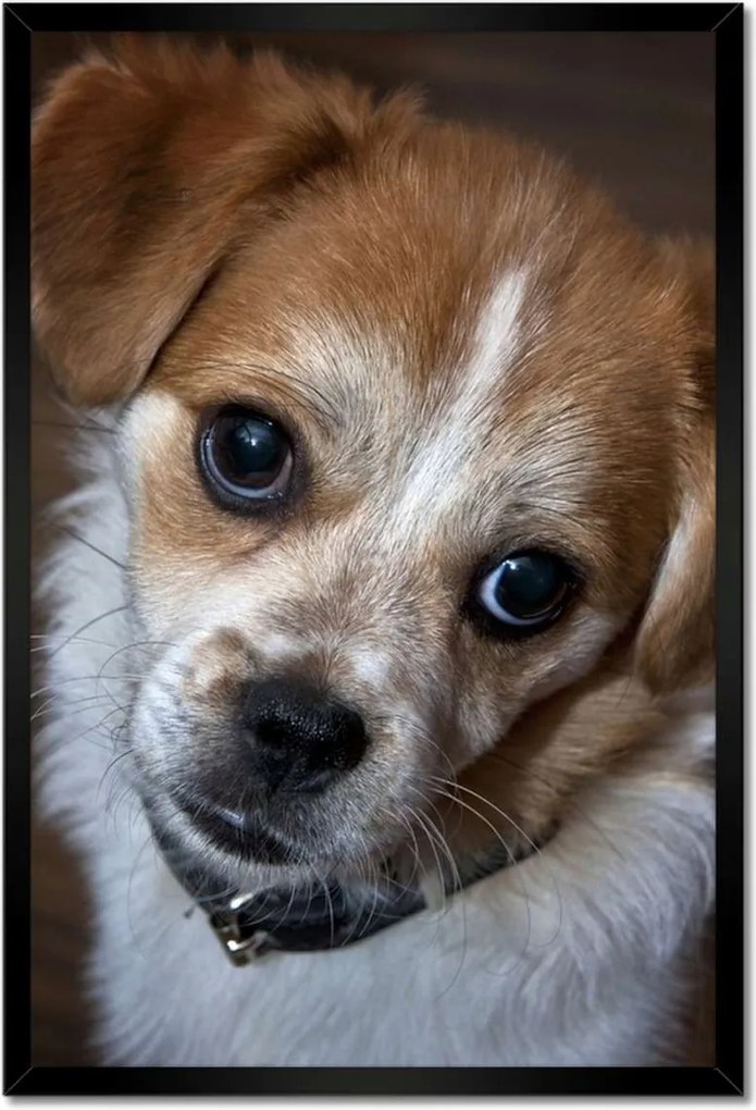Poszterek keretben 40x60 Kutya