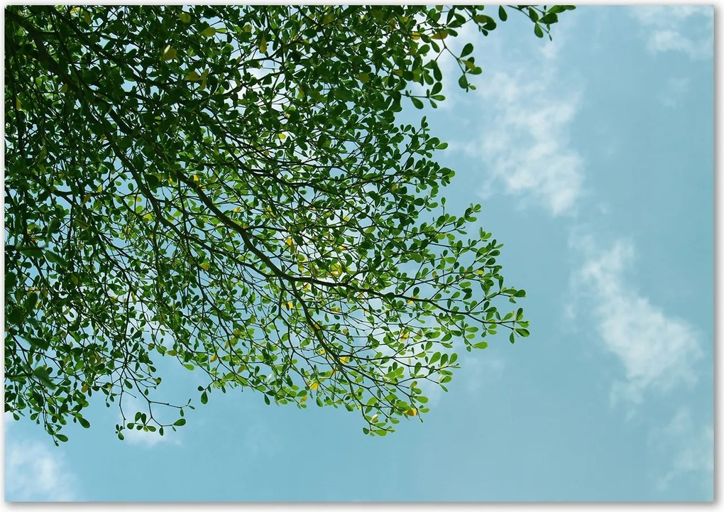 Üveg falpanel Levelek az égen Ragasztó Ingyenes