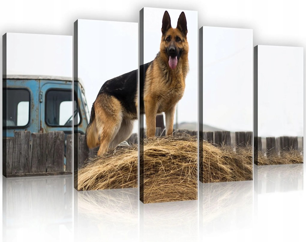 Vászonkép 100x60 Német juhászkutya széna falu természet erő nyugalom