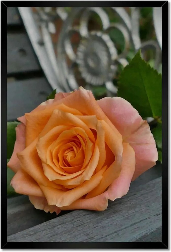 Poszter keretben 40x60 Rózsa Virág Virágok Rózsa