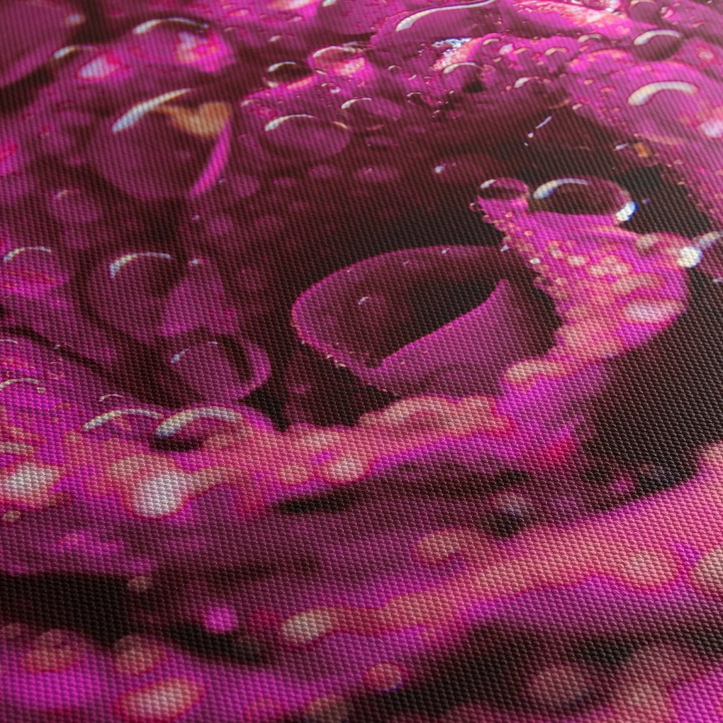 Rózsaszín rózsa virágzata képe (90x60 cm)
