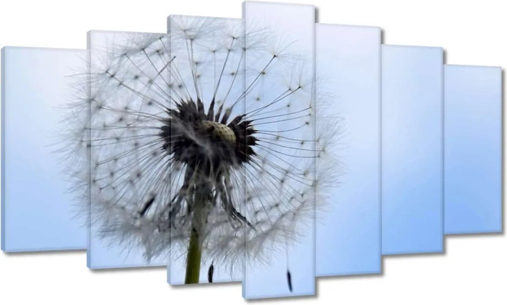 Képek 140x80 Hétköznapi pitypang