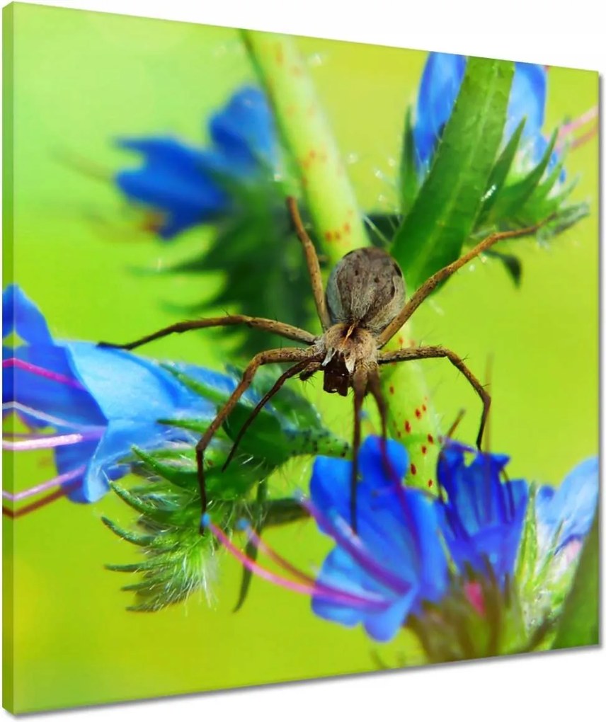 Vászonkép 50x50 Állatok