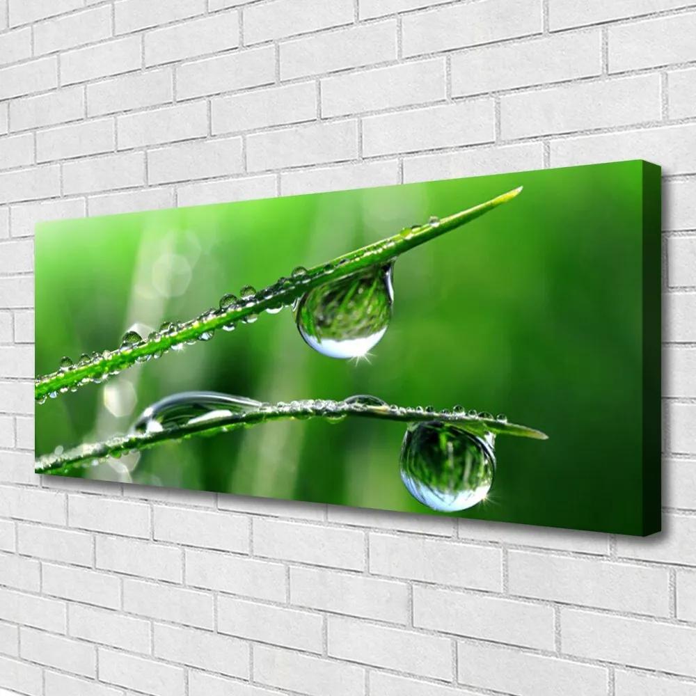 Canvas kép Grass Dew Drops 125x50 cm