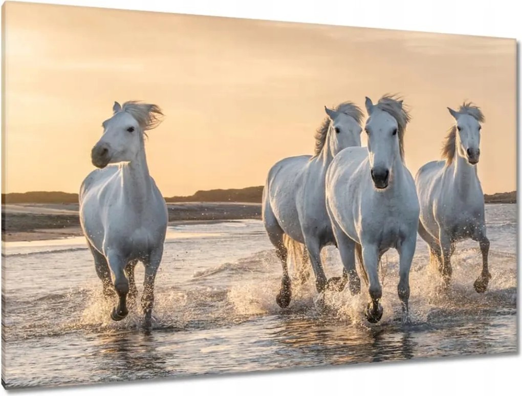 Képek 120x80 Vad lovak Wild Horses