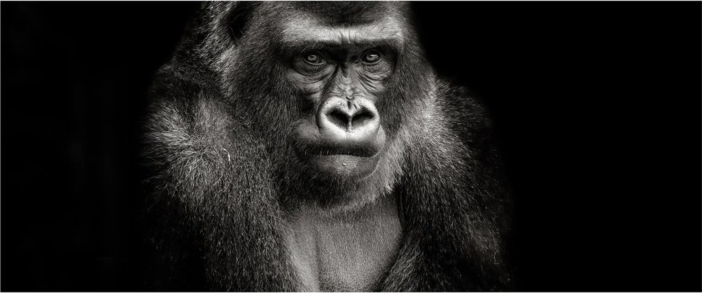 Kép - Gorilla (120x50 cm)