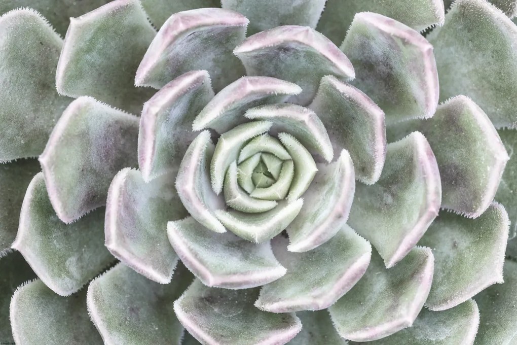 Poszter 60x40cm Pozsgás, Assaf Frank