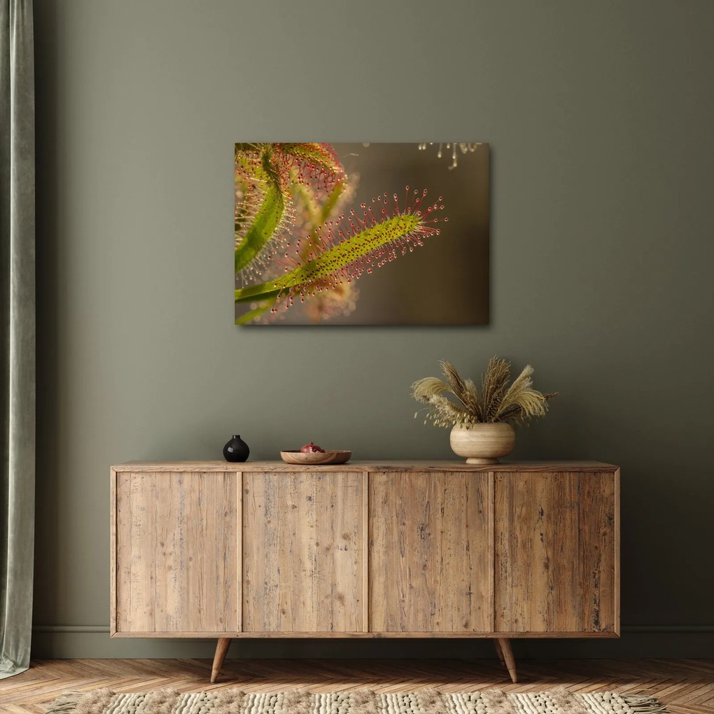 A növény képe (70x50 cm)
