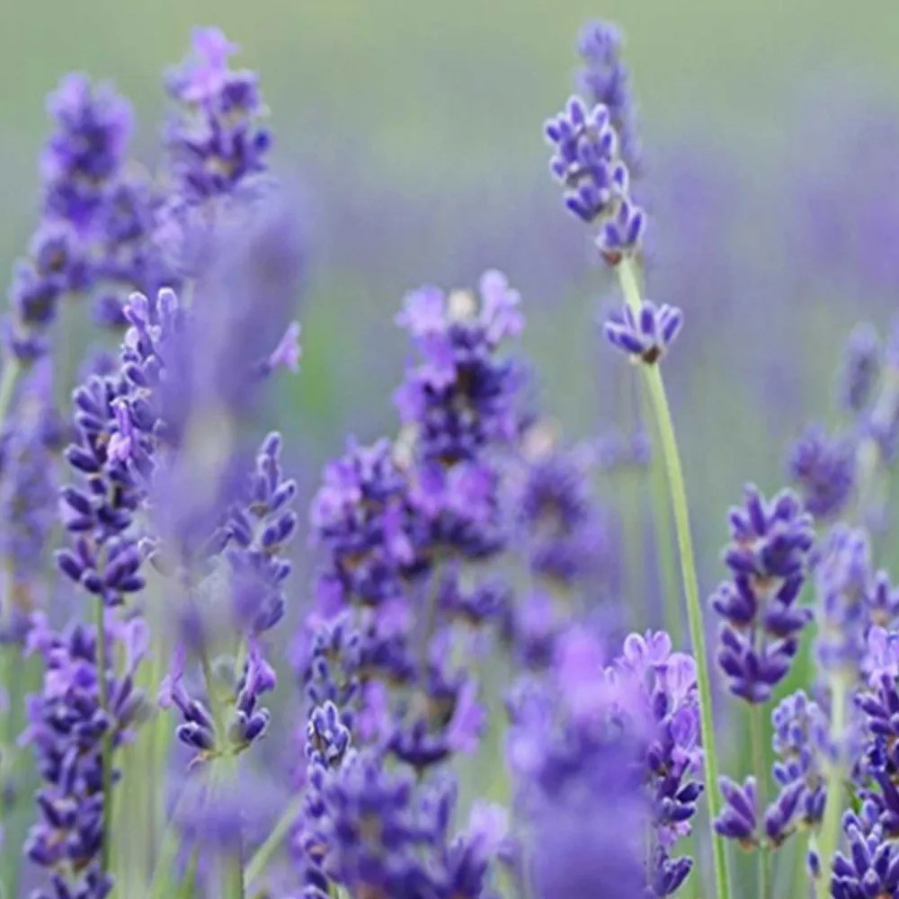 Gario Paraván A levendulamezo varázsa Méret: 180 x 170 cm, Kivitelezés: Forgó paraván 360°