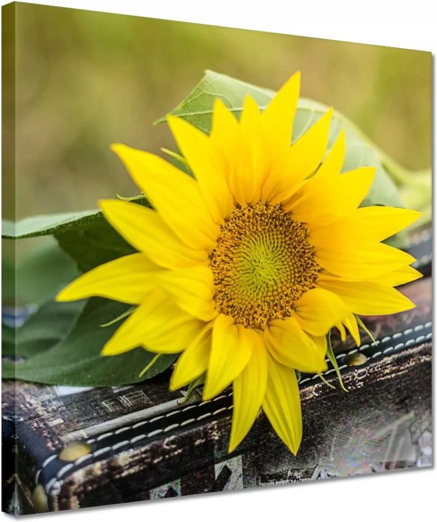 Vászonkép 30x30 Napraforgó a bőröndben