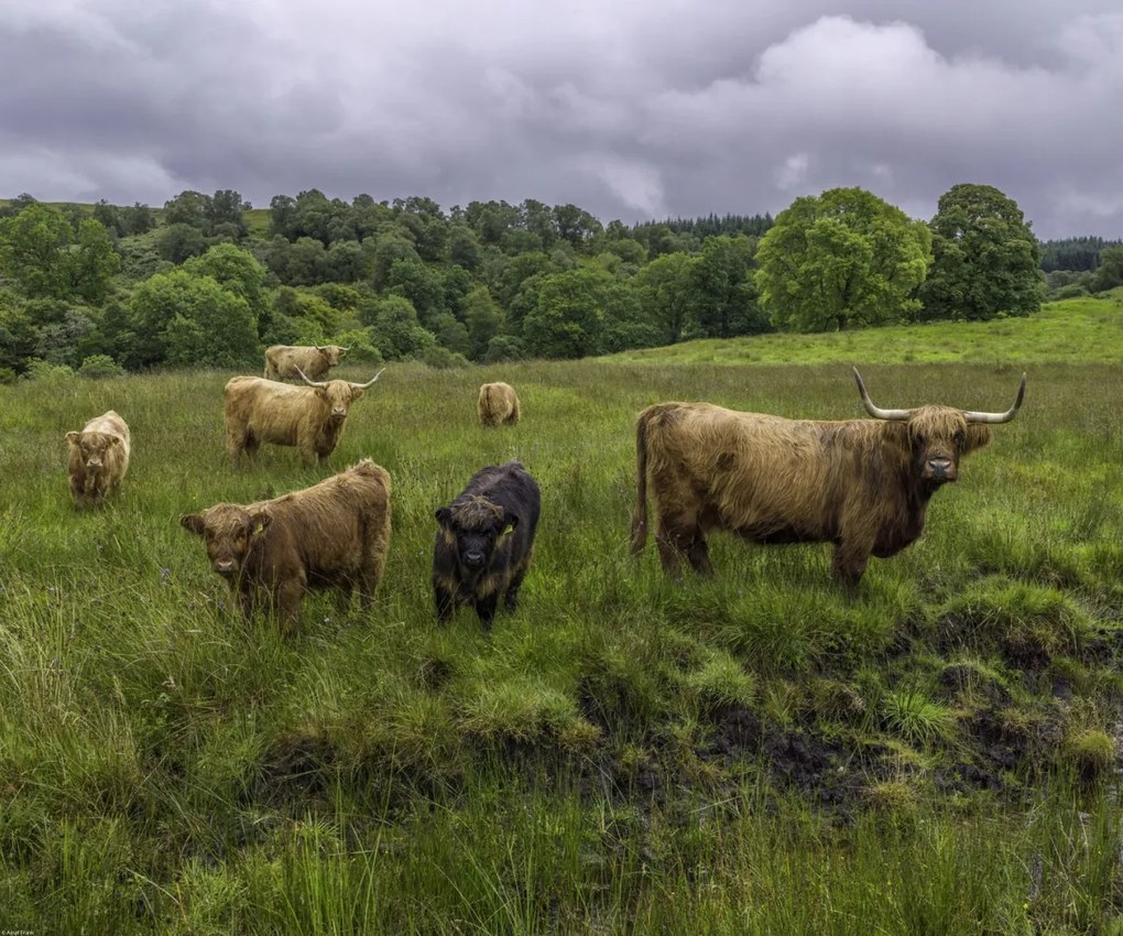 Poszter 60x50cm Highland fajtájú tehenek, Assaf Frank