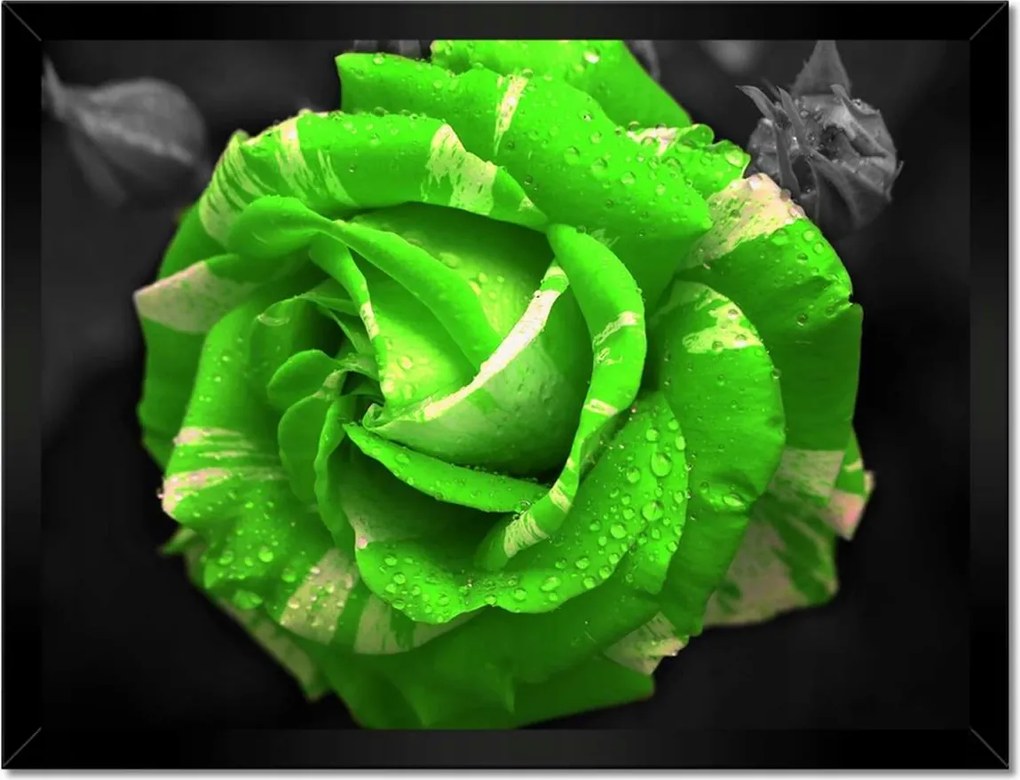 Poszter keretben 40x30 Lime rózsa