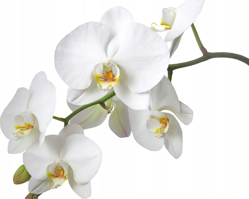 Fotótapéta Fehér vinil orchideák 416x254 finom virágok a falon +ragasztó