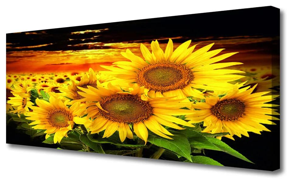 Canvas kép Napraforgó virág növény 125x50 cm