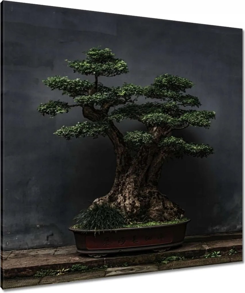 Vászonkép 90x90 Bonsai Fa Kultúra