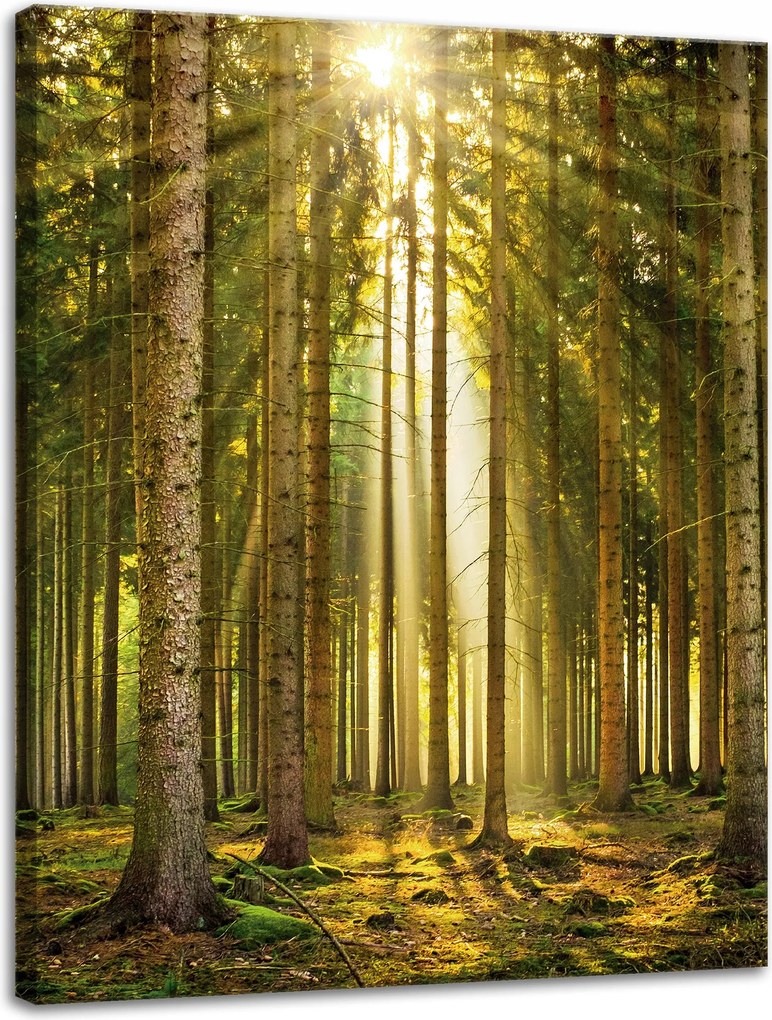 Vászonkép Erdő Fák Nap Természet Tavasz 30x40 cm