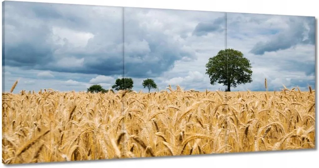 Festmények 180x90 Mező az aratás előtt Rozs