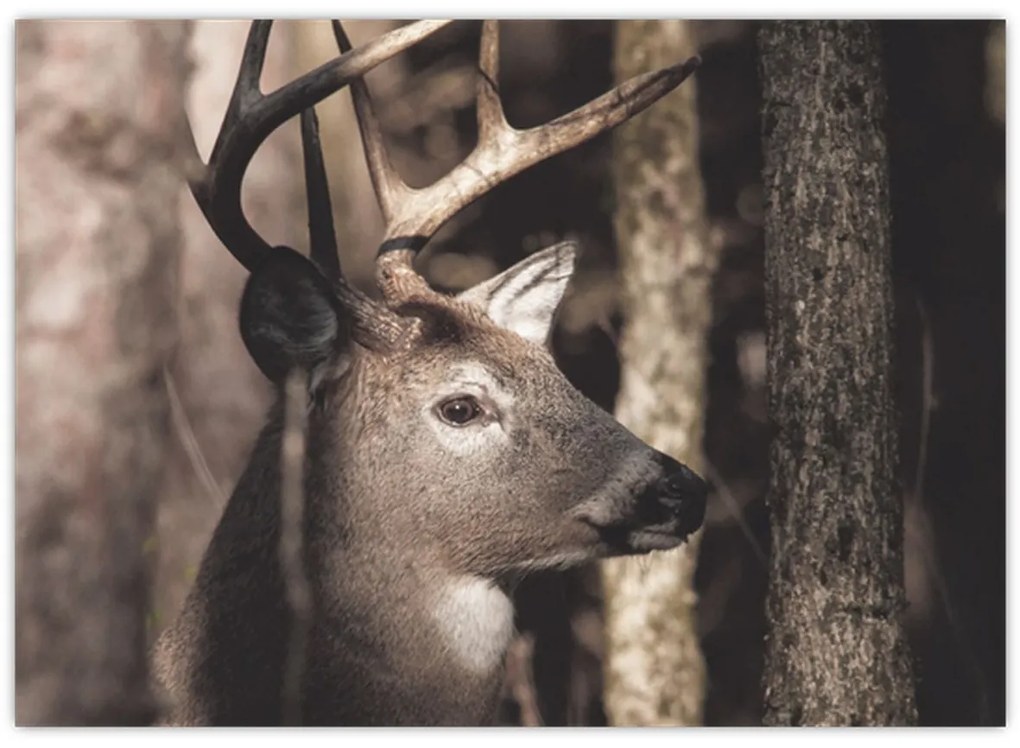 Üveg kép - Szarvas az erdőben (70x50 cm)